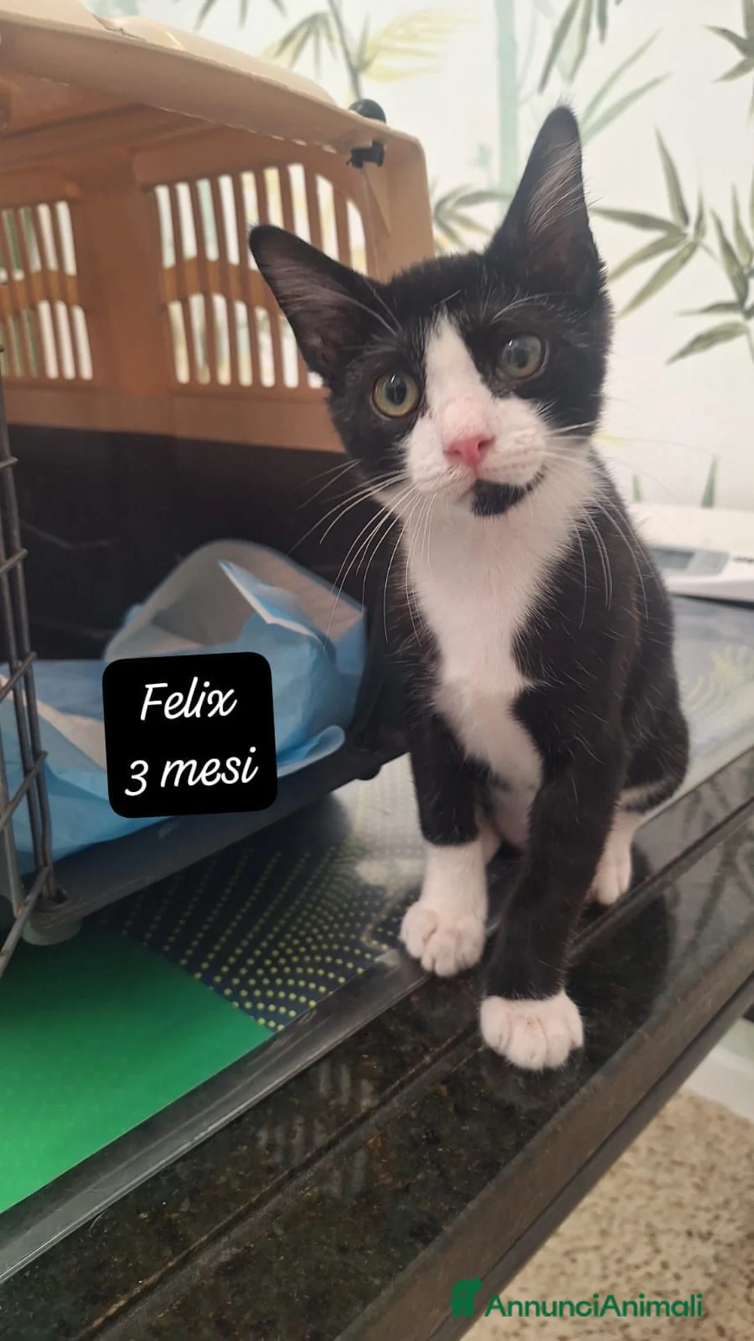 Europeo gatti in regalo: S.o.s. micini da salvare  a Città Metropolitana di Bologna - Annuncio 9