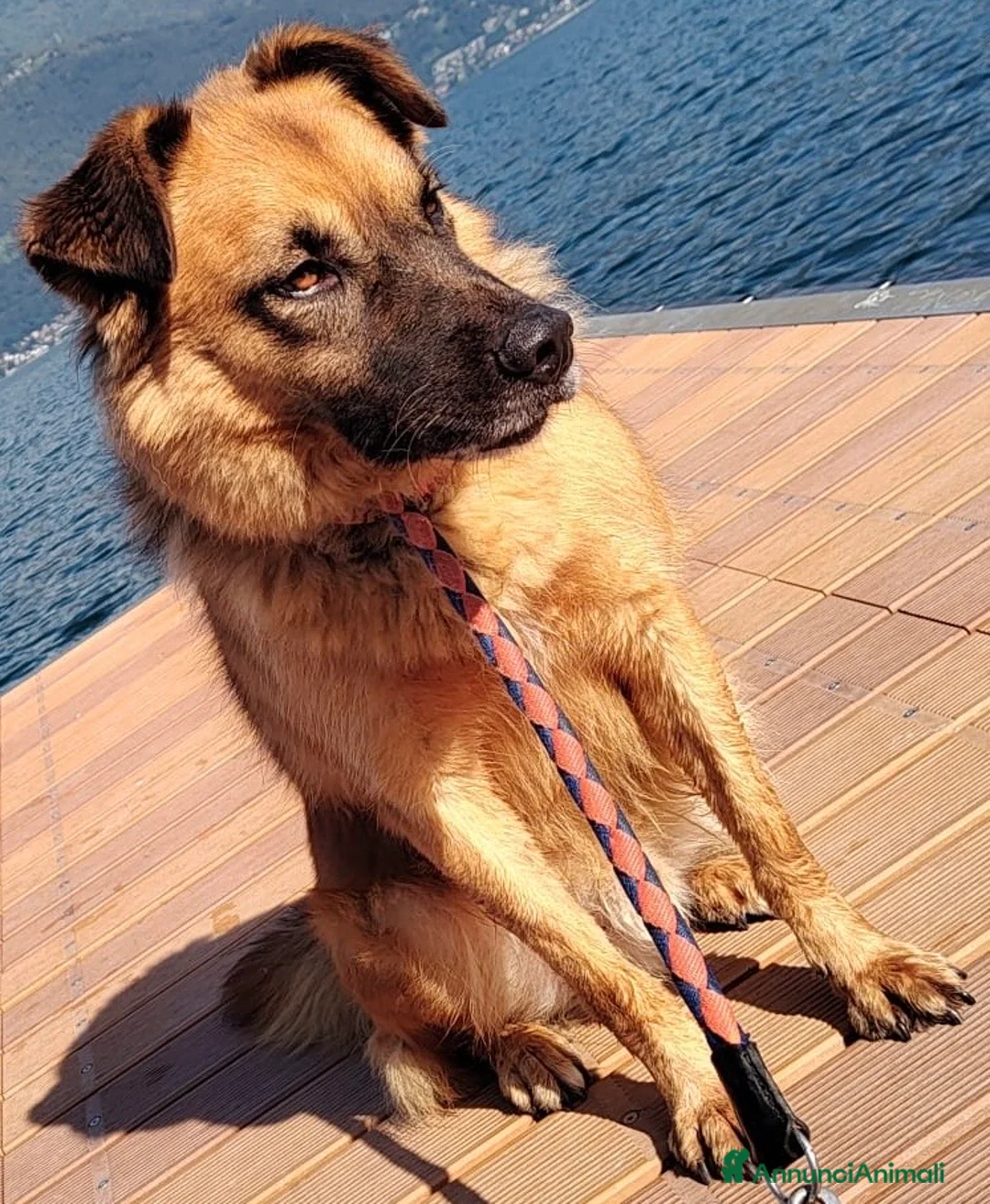 Meticcio cani in regalo: Axel cerca una famiglia  - Annuncio 5