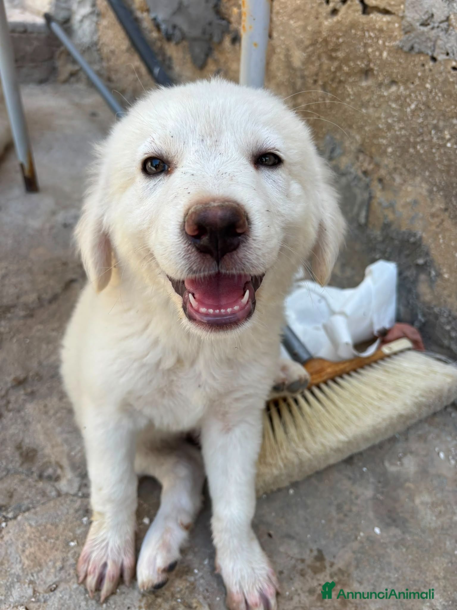 Meticcio cani ADOTTA UN CUCCIOLO  - Annuncio 2