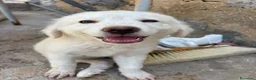 Meticcio cani in regalo: ADOTTA UN CUCCIOLO  a Provincia di Reggio Emilia - Annuncio 1