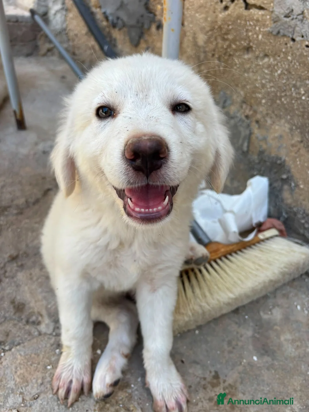 Meticcio cani in regalo: ADOTTA UN CUCCIOLO  a Provincia di Reggio Emilia - Annuncio 1