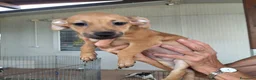 Meticcio cani in regalo: CUCCIOLO 2 MESI TG P - Annuncio 1