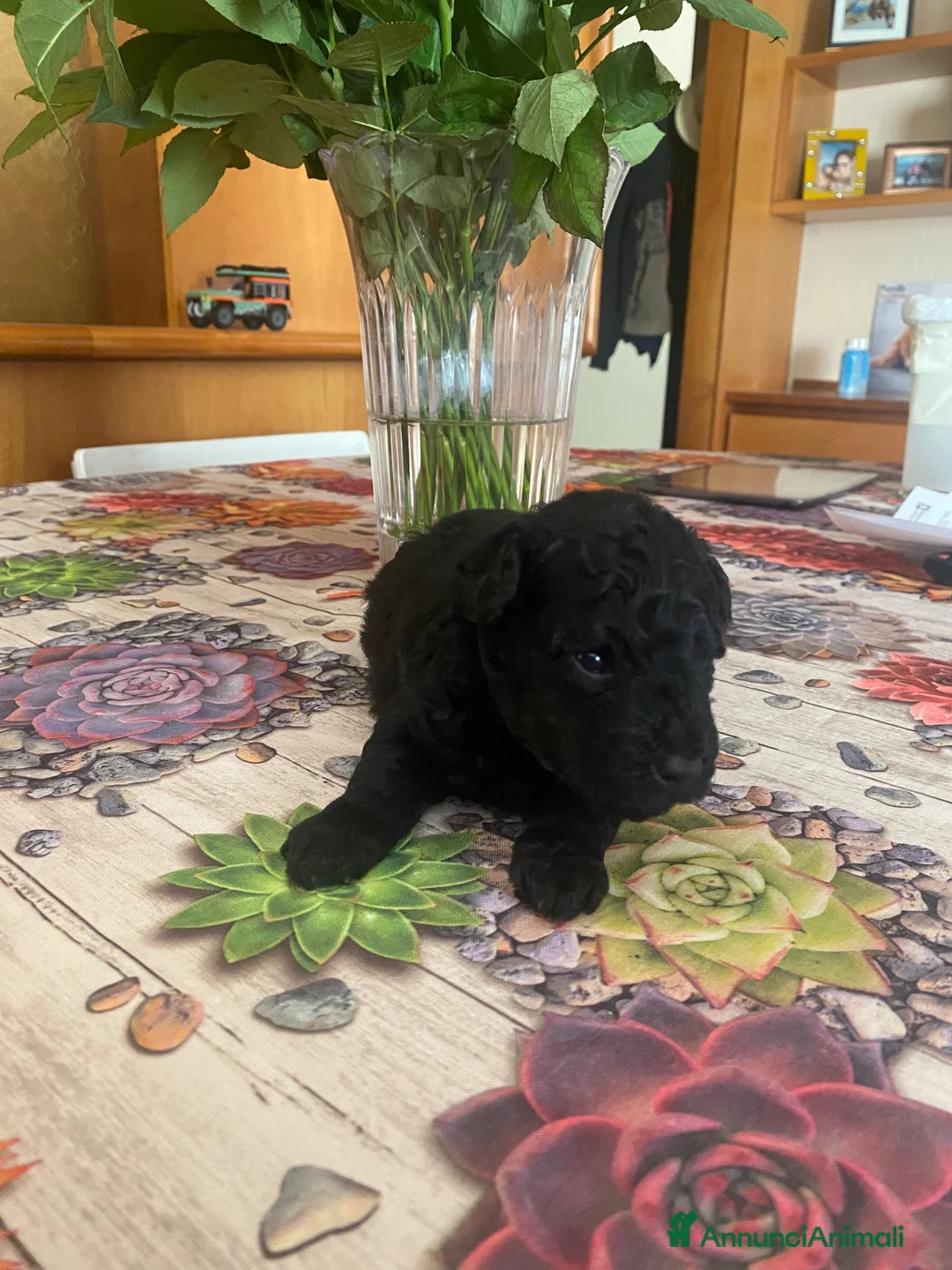 Barboncino Toy cani in vendita: Disponibile splendido cucciolo di barboncino  - Annuncio 2
