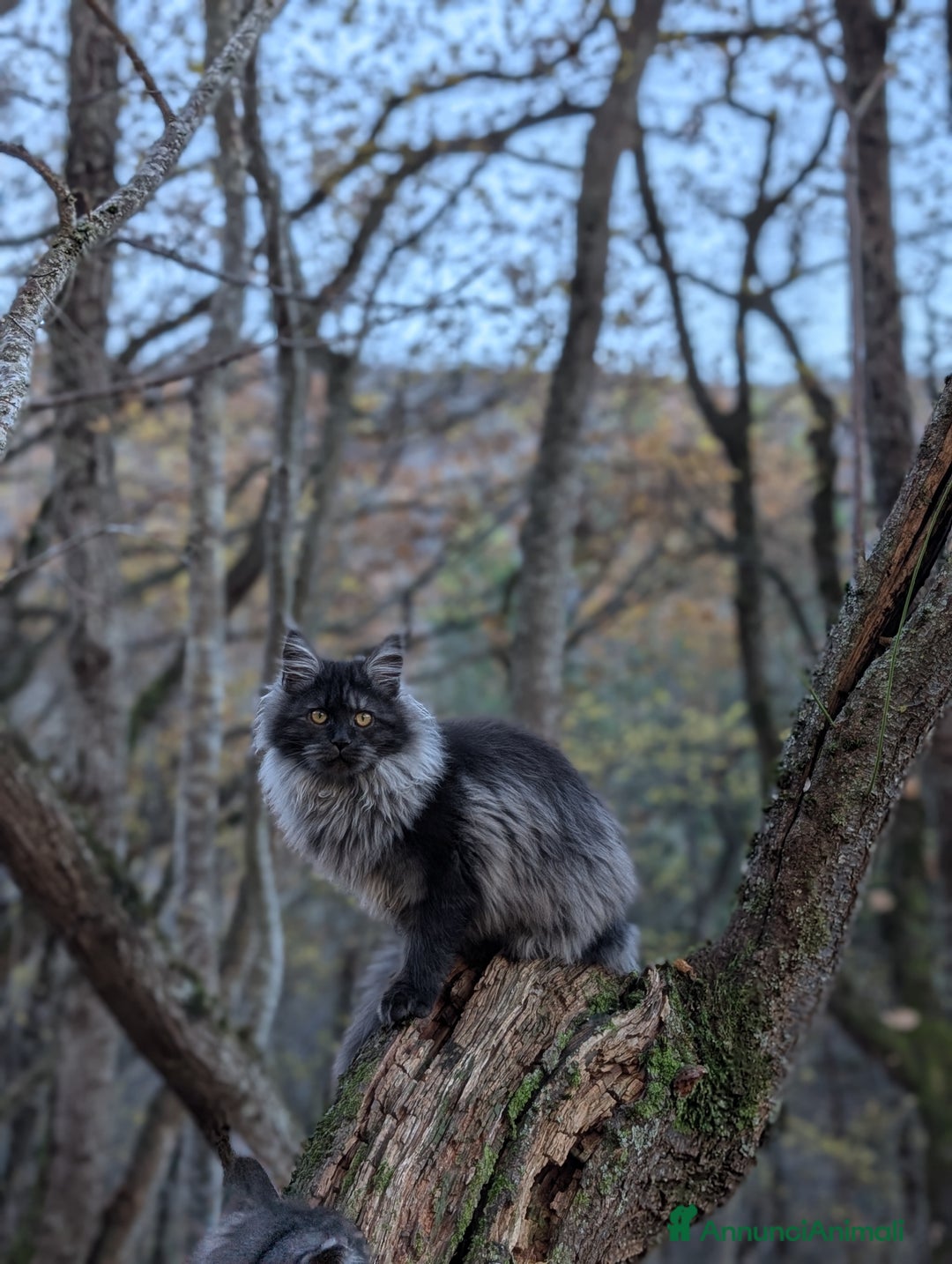 Maine Coon gatti in vendita: Cucciola Maine Coon Black smoke  - Annuncio 2
