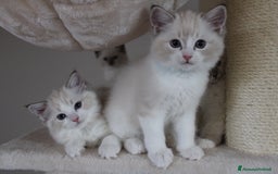Ragdoll gatti in vendita: Cuccioli Ragdoll a Provincia di Bergamo - Immagine 15