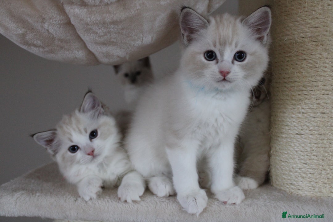 Ragdoll gatti in vendita: Cuccioli Ragdoll a Provincia di Bergamo - Immagine 15