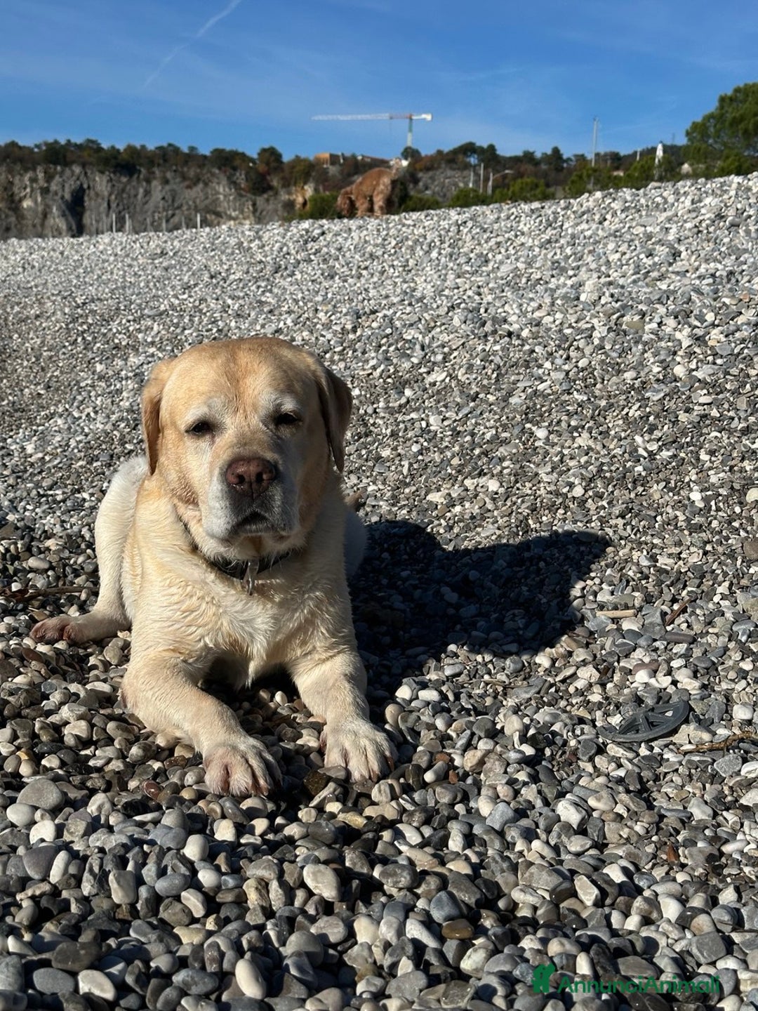 Labrador cani per accoppiamento: Per la monta, stupendo Labrador maschio - Annuncio 7