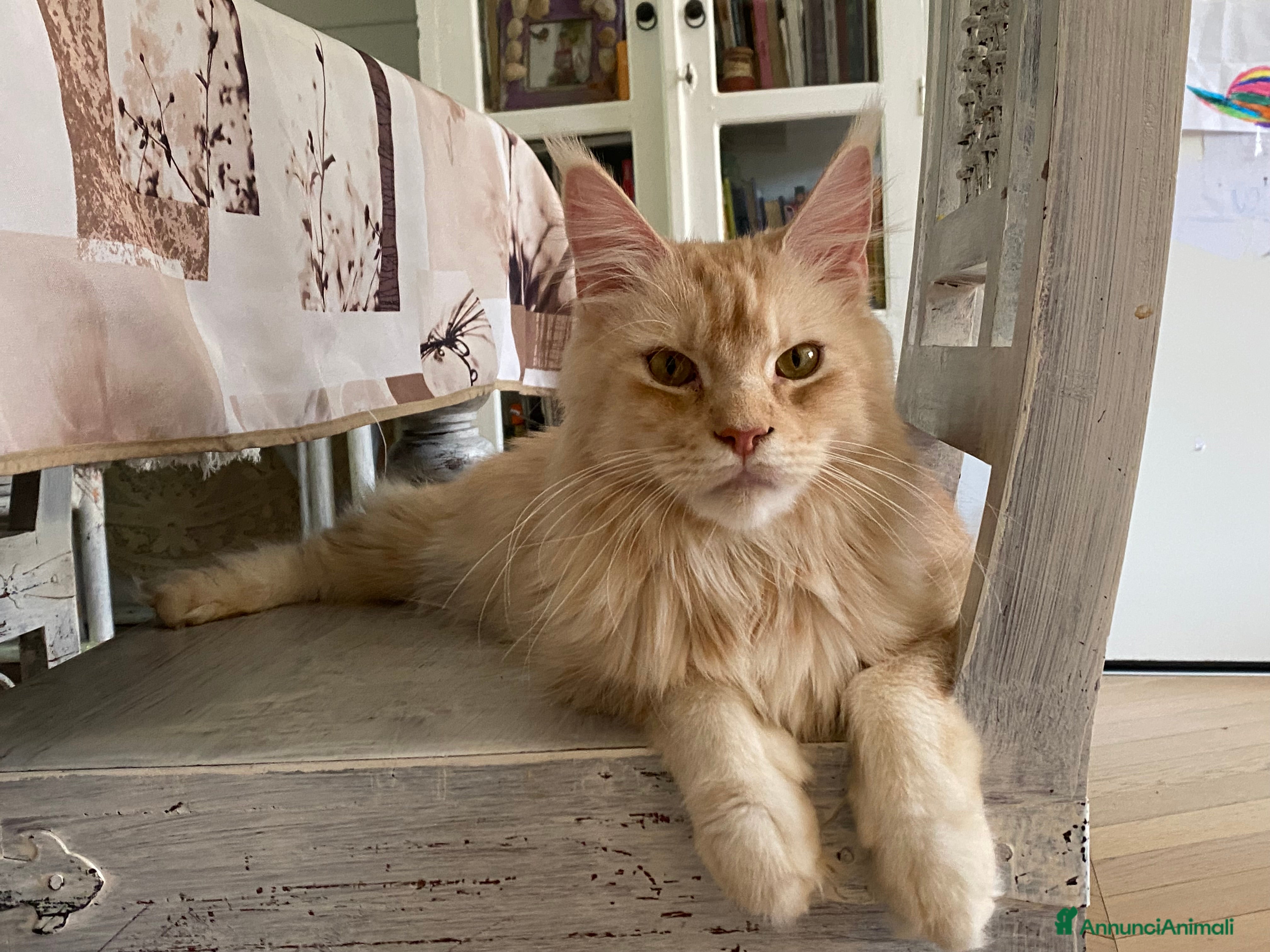 Maine Coon gatti Maine Coon - Annuncio 7