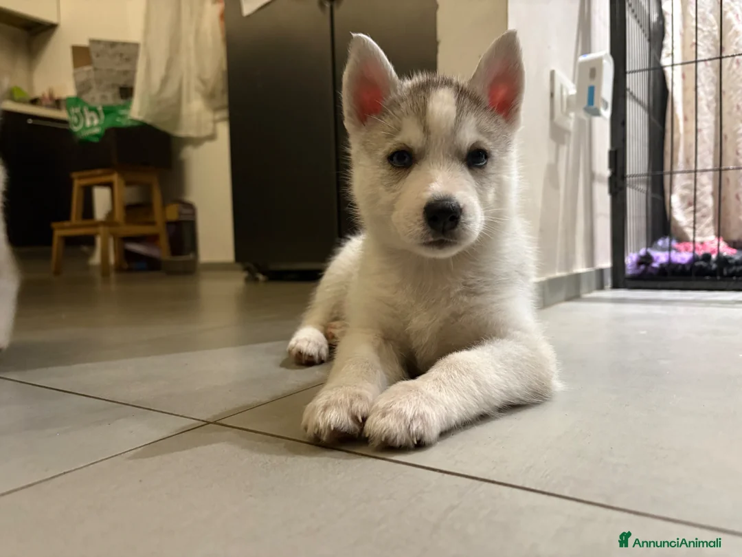 Husky cani in vendita: Siberian Husky, cuccioli alta genealogia  a Provincia di Ravenna - Annuncio 2