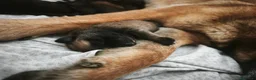 Pastore Belga cani in vendita: Cuccioli di Pastore belga malinois con pedigree a Città Metropolitana di Bologna - Annuncio 1