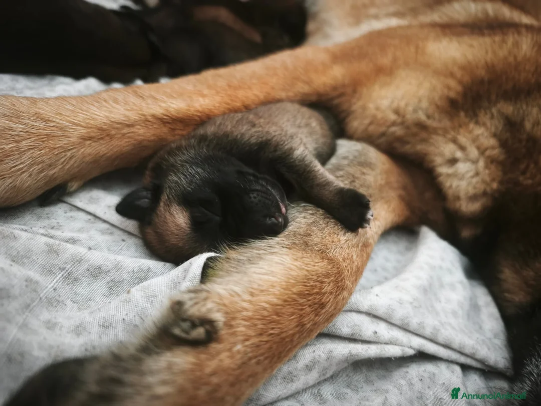 Pastore Belga cani in vendita: Cuccioli di Pastore belga malinois con pedigree a Città Metropolitana di Bologna - Annuncio 1