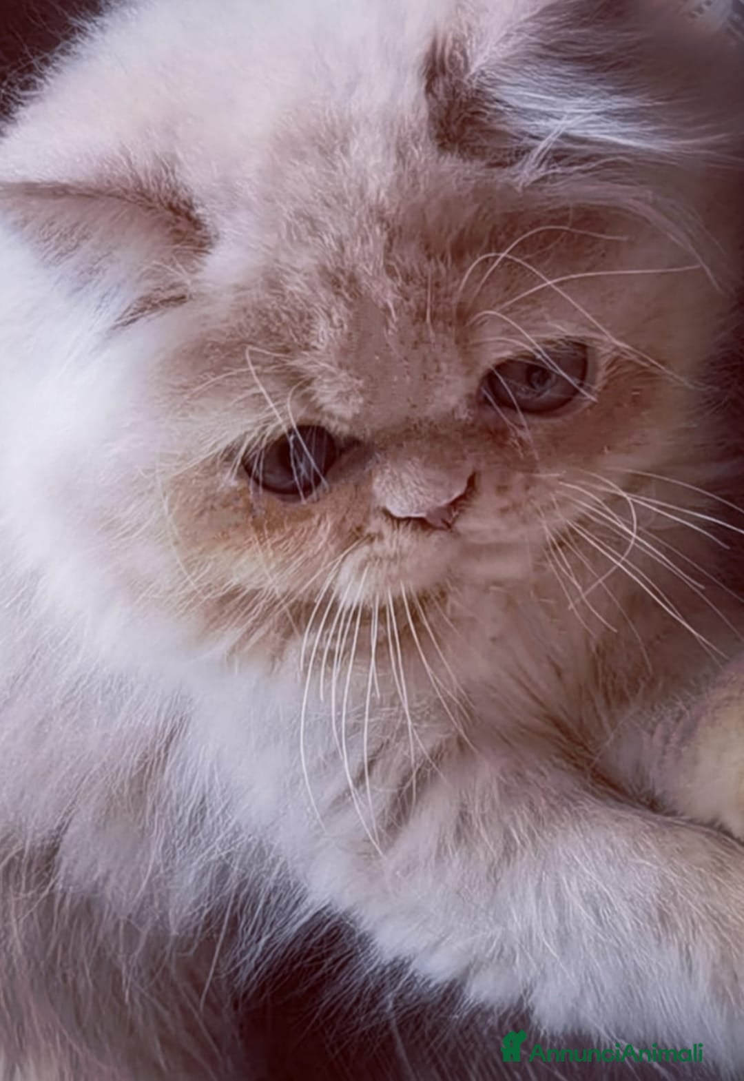 Persiano gatti in vendita: Cucciolo di gatto Persiano a Città Metropolitana di Bologna - Immagine 1