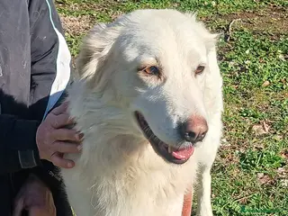 Meticcio cani LA DOLCISSIMA MARGHERITA TI STA ASPETTANDO - Annuncio 2