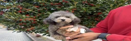 Barboncino Toy cani in vendita: Barboncino Toy  Allevamento Professionale - Annuncio 3