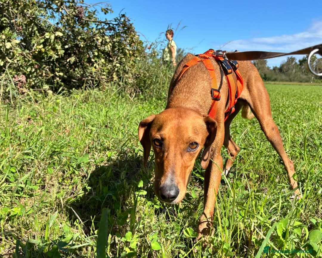 Segugio cani in regalo: GUGIO, mix segugio curioso e un po' timido  - Annuncio 4