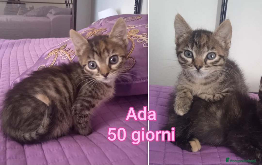 Europeo gatti in regalo: GATTINI BISOGNOSI: URGENTI ADOZIONI  a Città Metropolitana di Bologna - Annuncio 1