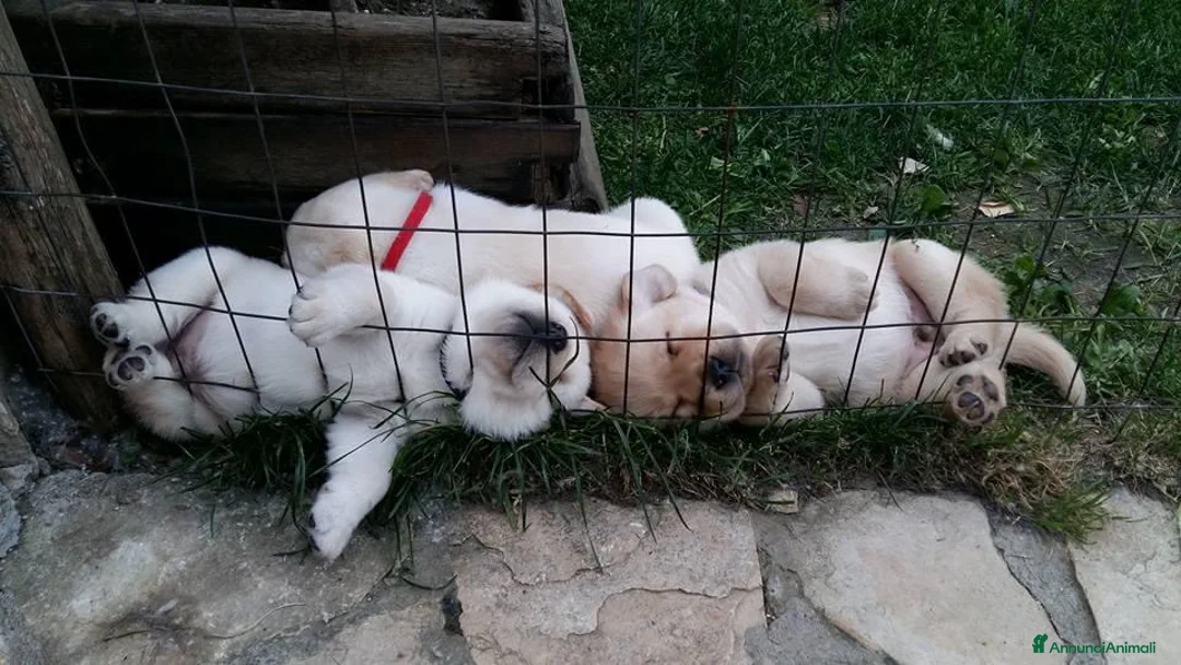 Immagine della galleria {{count}}