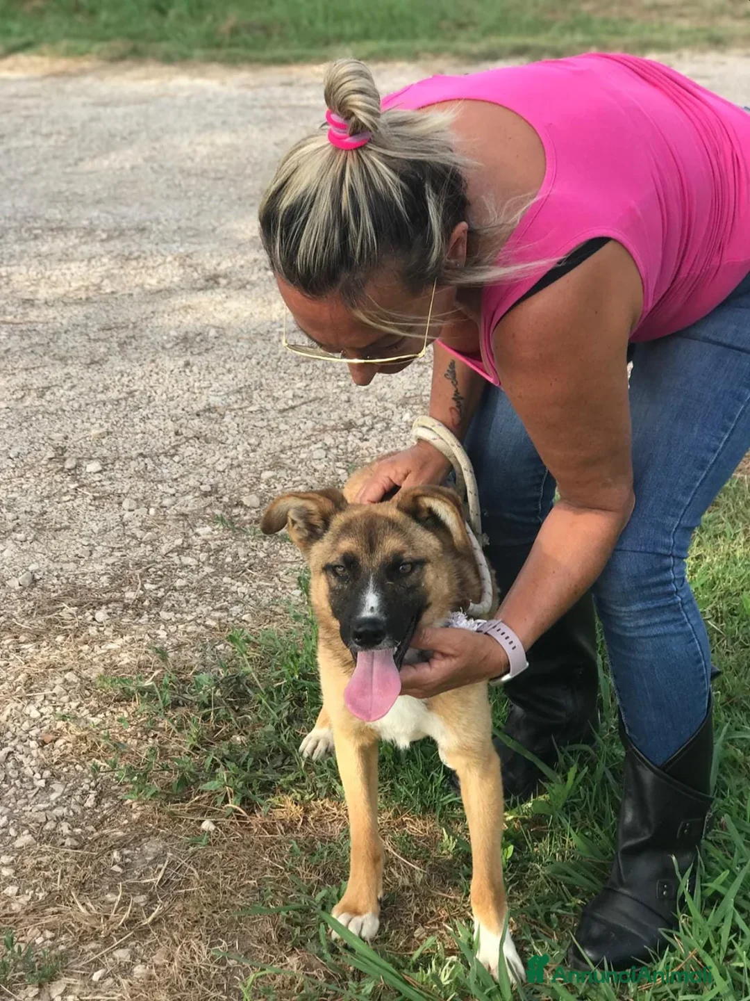 Pastore Tedesco cani in regalo: VULCANO mini pastorello  a Provincia di Latina - Annuncio 7