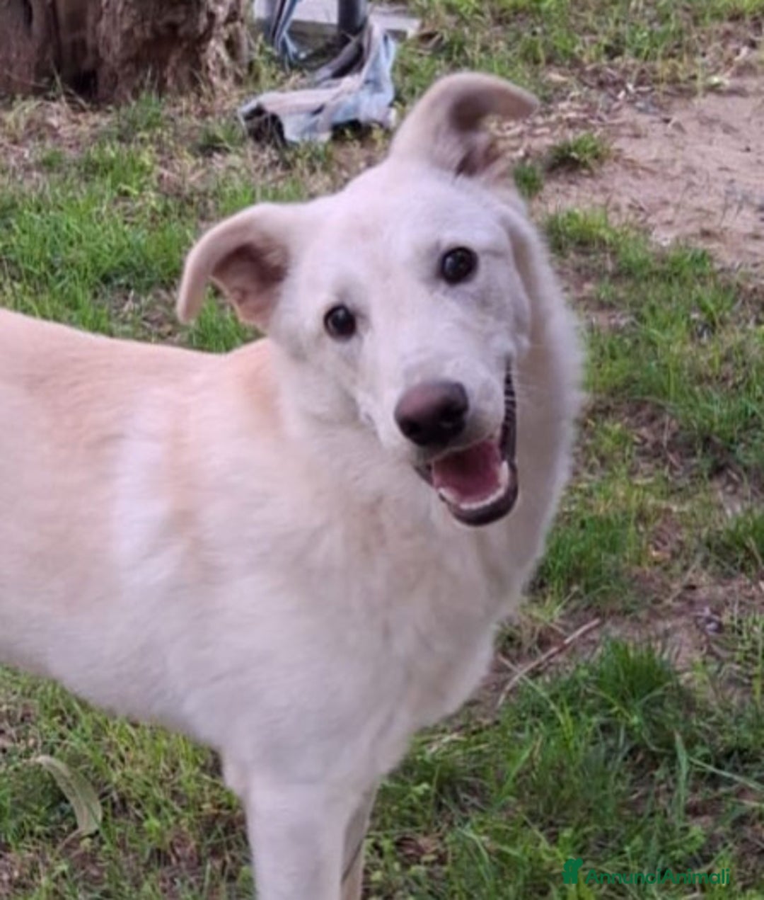 Altre razze cani in regalo: SID cucciolone di 7 mesi cerca casa ❤️ - Annuncio 5