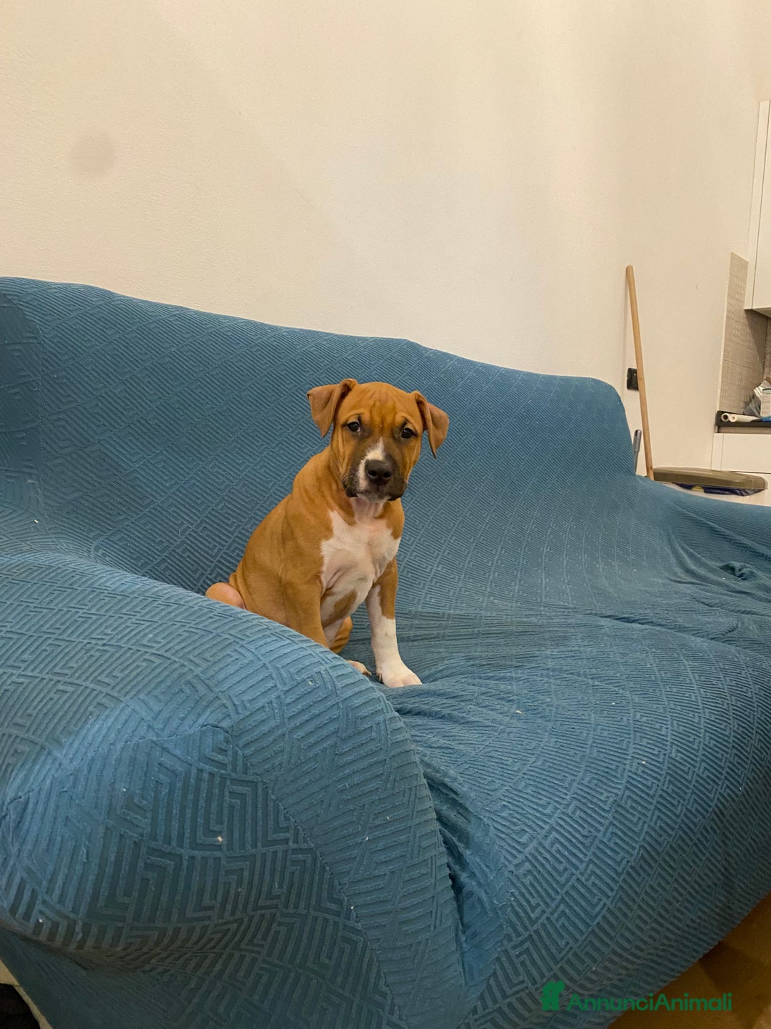 American Staffordshire cani in vendita: artù  - Annuncio 3