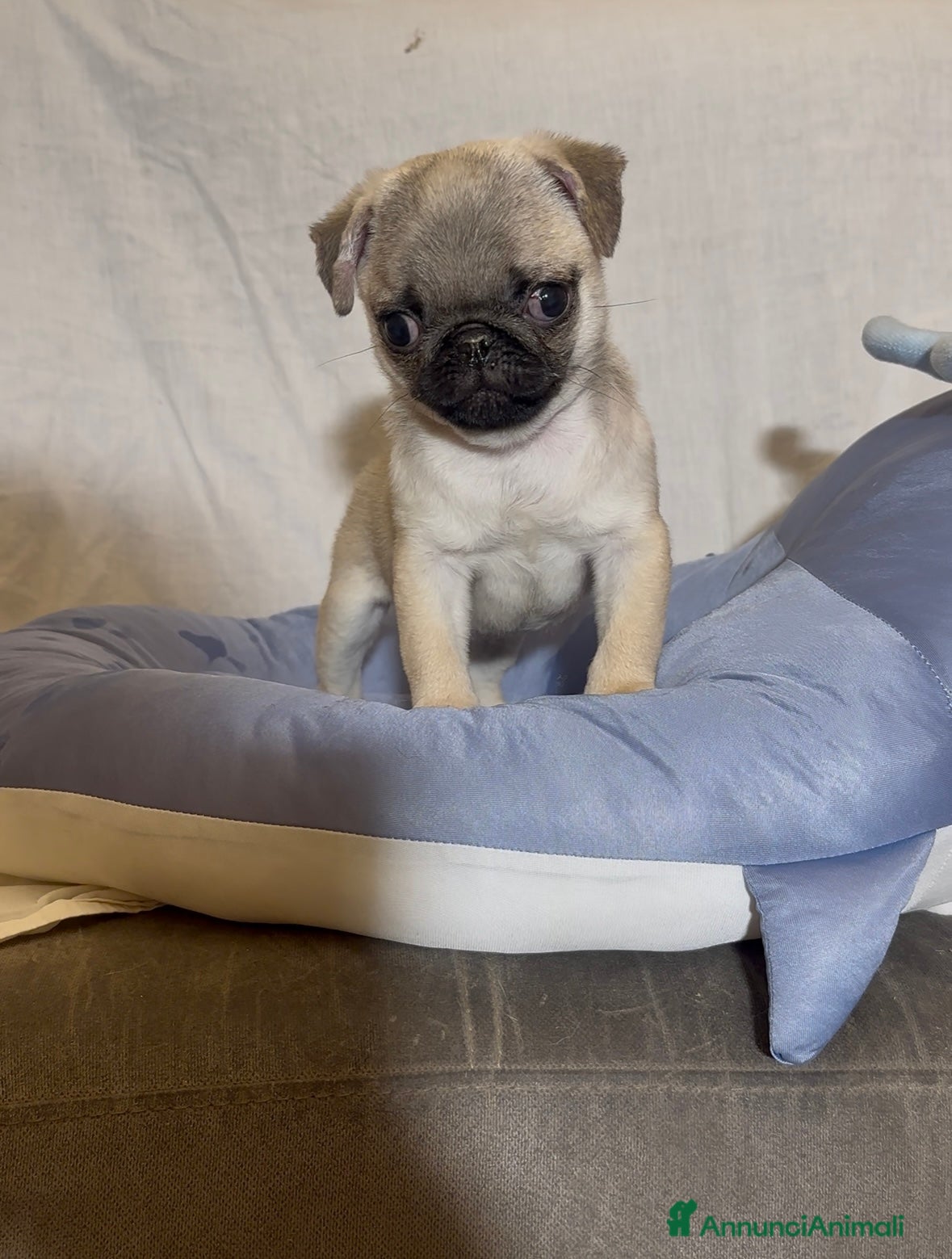 Carlino cani Carlino-cucciolo Allevamento ENCI-FCI - Annuncio 1