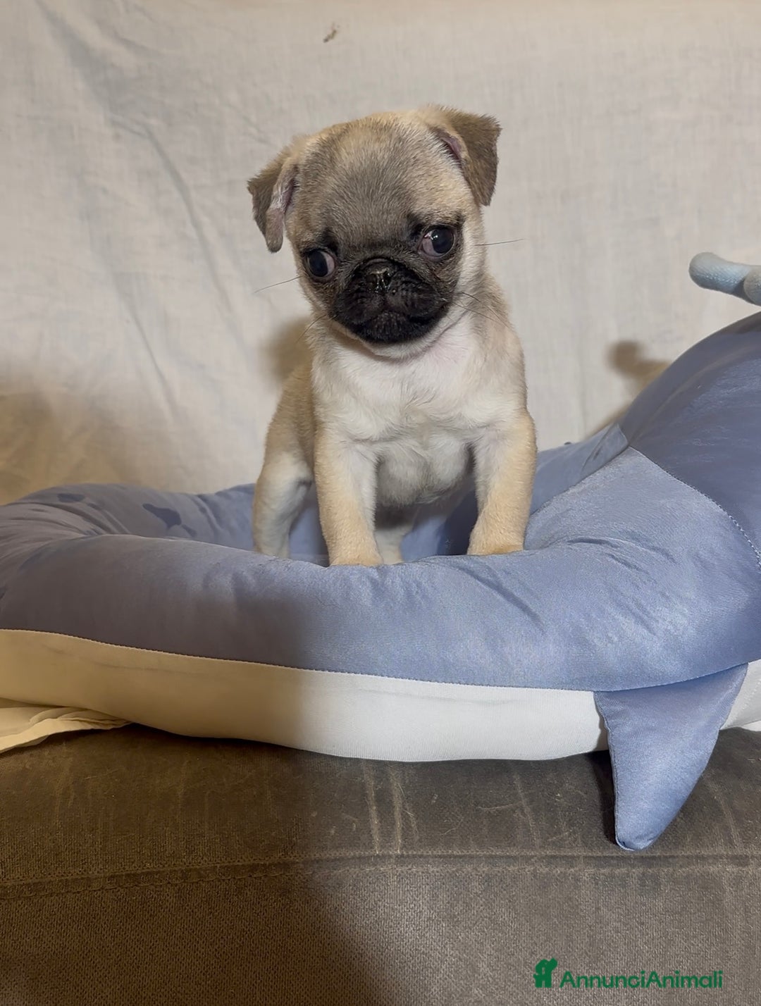 Carlino cani in vendita: Carlino-cucciolo Allevamento ENCI-FCI - Annuncio 1