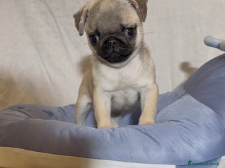 Carlino cani Carlino-cucciolo Allevamento ENCI-FCI - Annuncio 7