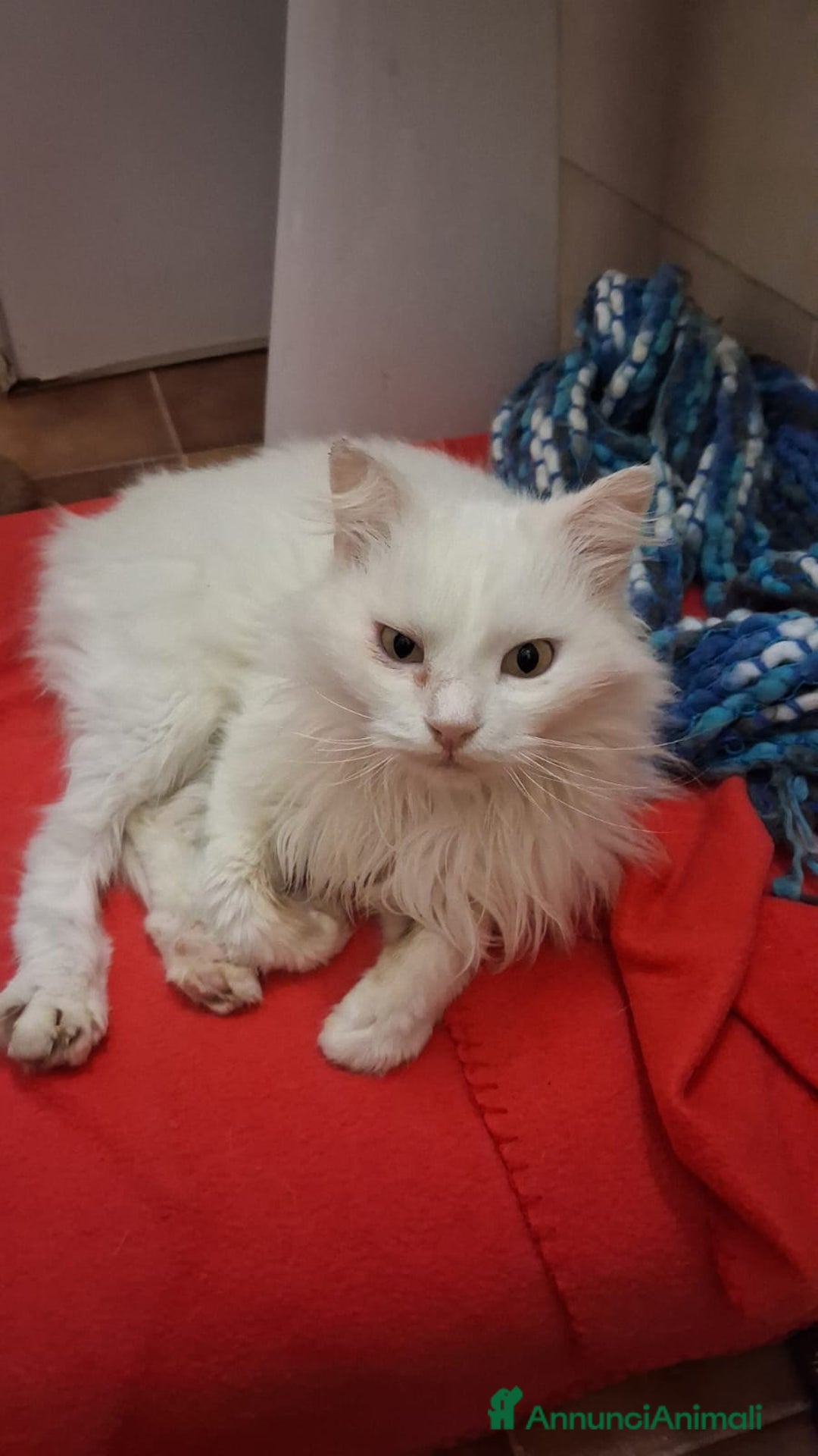 Meticcio gatti in regalo: GATTA E GATTINO SPECIALI - Annuncio 2