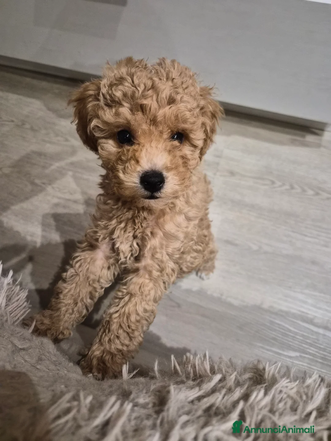 Barboncino Toy cani in vendita: Barboncino Toy - Annuncio 2