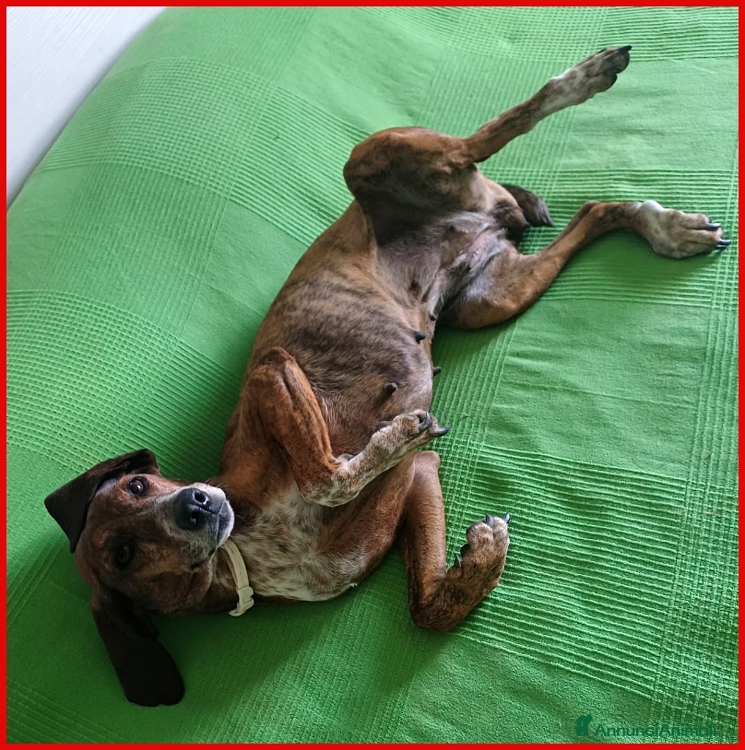 Segugio Maremmano cani in regalo: AIUTO PER SVITOL SEGUGIETTA 5 ANNI STA MEGLIO MA  a Città metropolitana di Milano - Annuncio 2