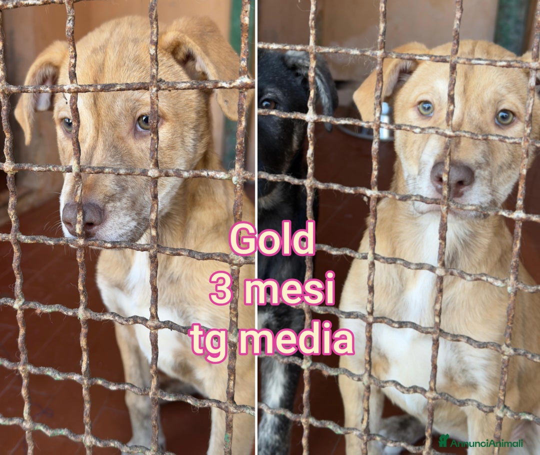 Meticcio cani in regalo: CUCCIOLI,  URGENTE: TEMPO SCADUTO! - Annuncio 11