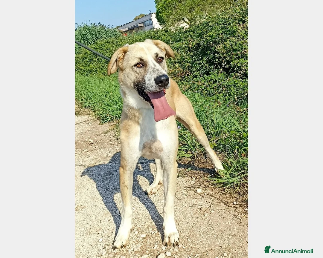 Meticcio cani in regalo: Ercole, meraviglioso incrocio Pastore cane maschio a Latina - Annuncio 3