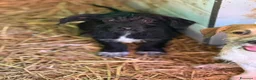 Meticcio cani in regalo: NERA, cucciola baffuta TG PICCOLA! - Annuncio 5