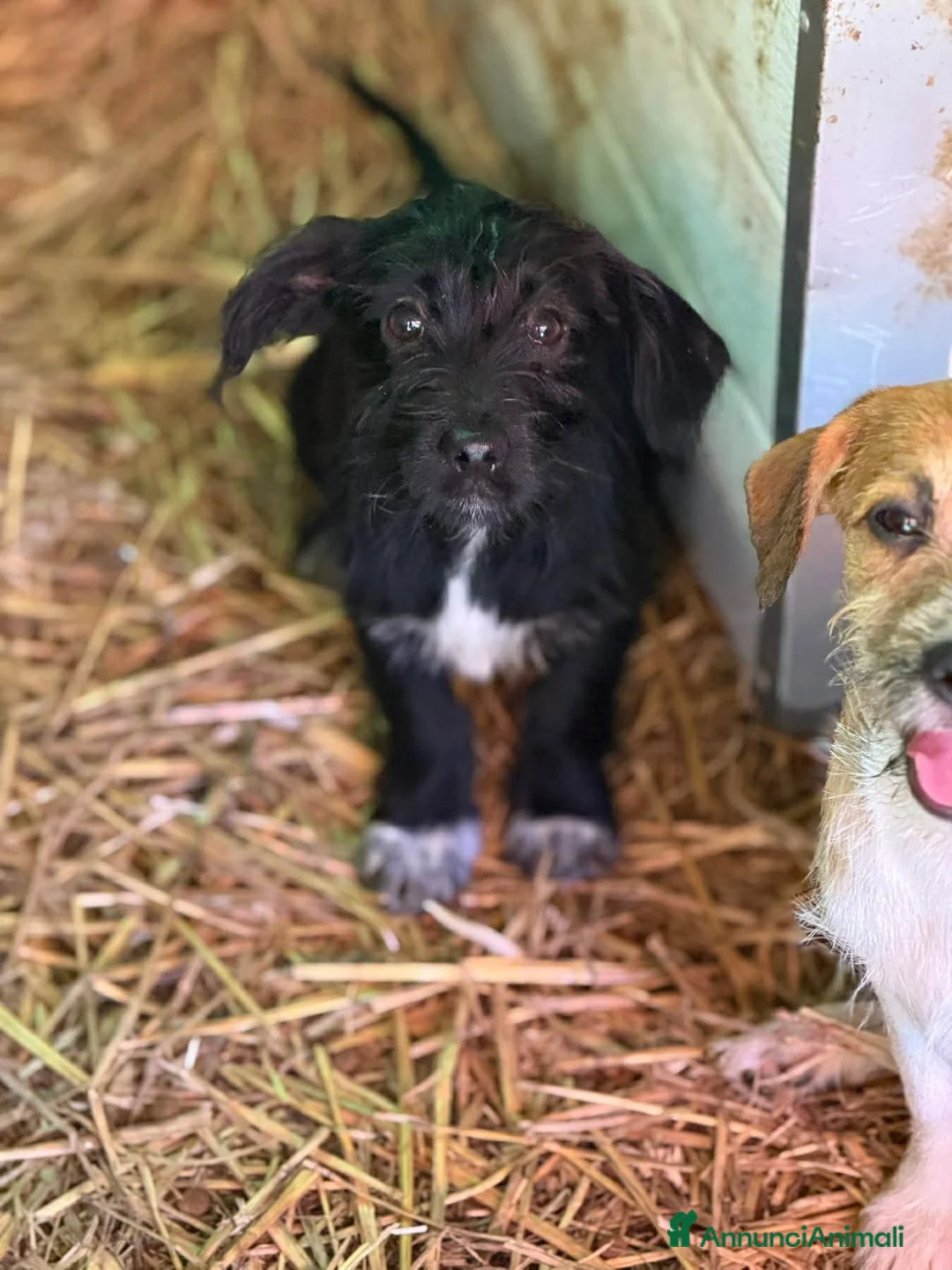 Meticcio cani in regalo: NERA, cucciola baffuta TG PICCOLA! - Annuncio 5