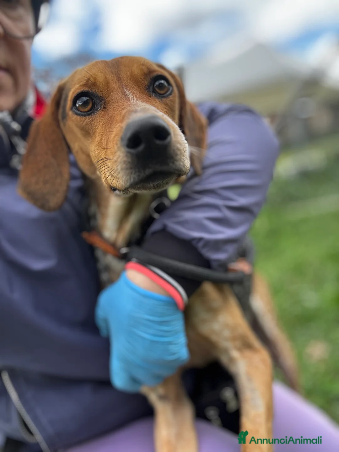 Segugio cani in regalo: Nocella cucciolona mix segugio 15kg - Annuncio 3