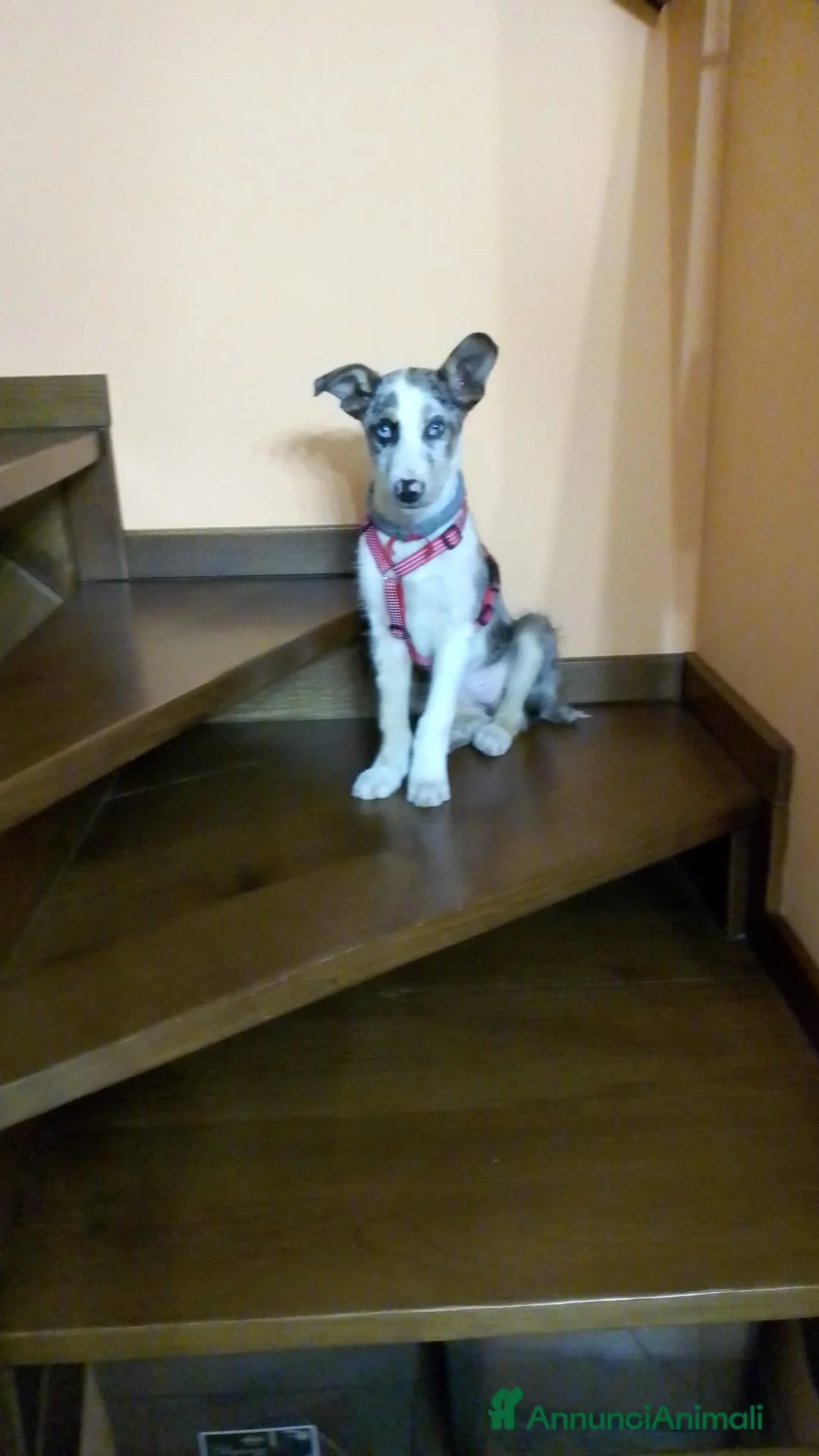 Meticcio cani in regalo: Regalasi cucciola Incrocio Pastore Australiano a Città Metropolitana di Torino - Annuncio 1