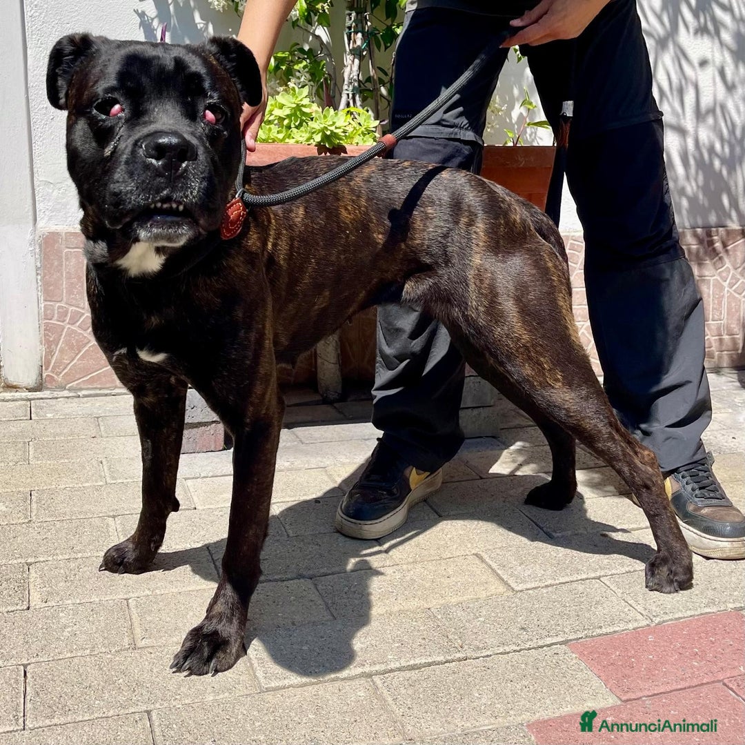 Meticcio cani in regalo: CHERRY BOXERINA - Annuncio 3