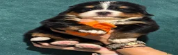 Bovaro del Bernese cani in vendita: Disponibili Cuccioli con pedigree di - Annuncio 9