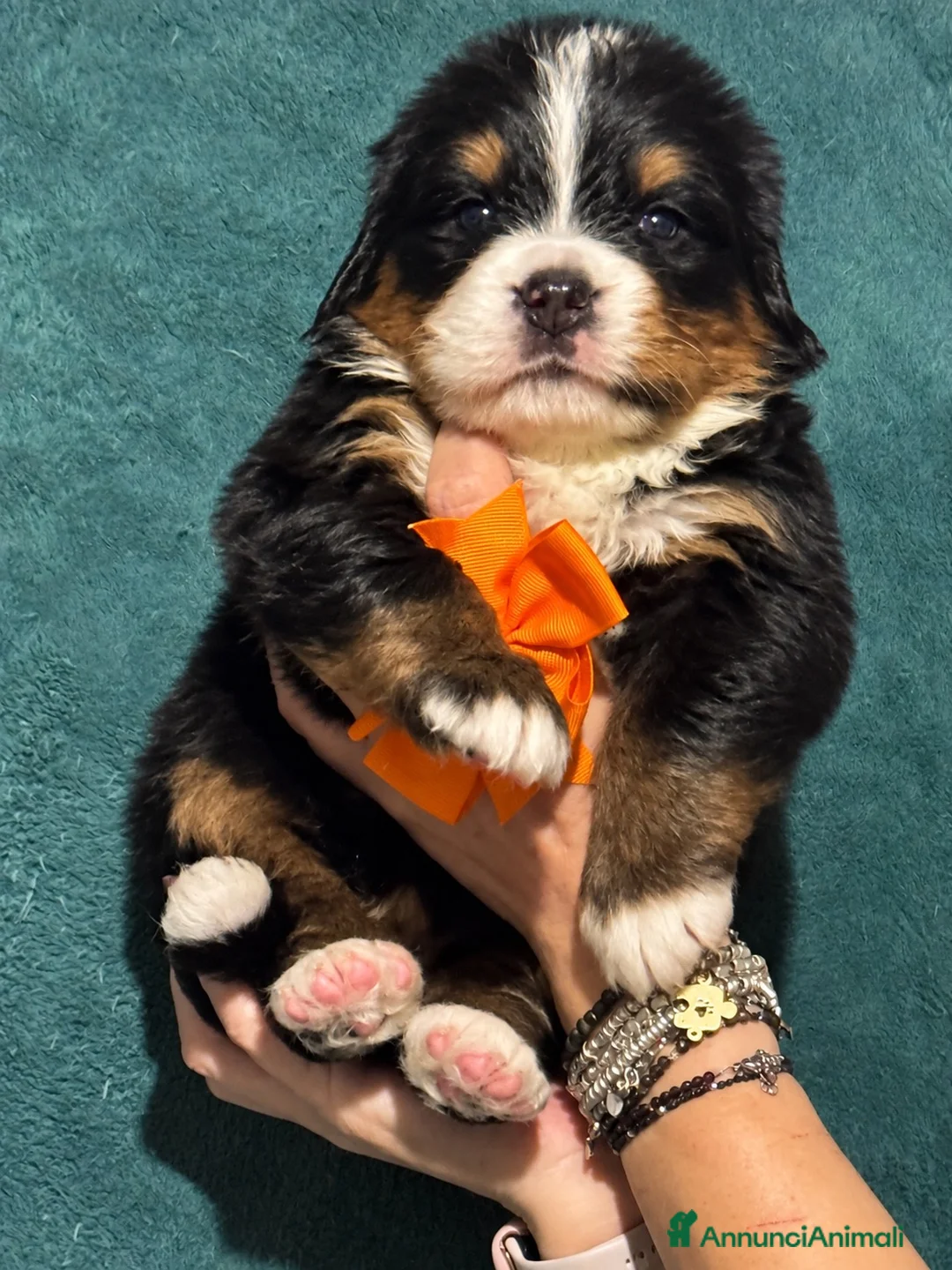 Bovaro del Bernese cani in vendita: Disponibili Cuccioli con pedigree di - Annuncio 9