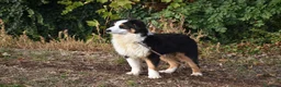Australian Shepherd cani in vendita: cucciolotti pastore australiano - australian  - Annuncio 15