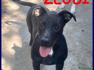 Meticcio cani Adorabile ZEUDI tg contenuta - Annuncio 3