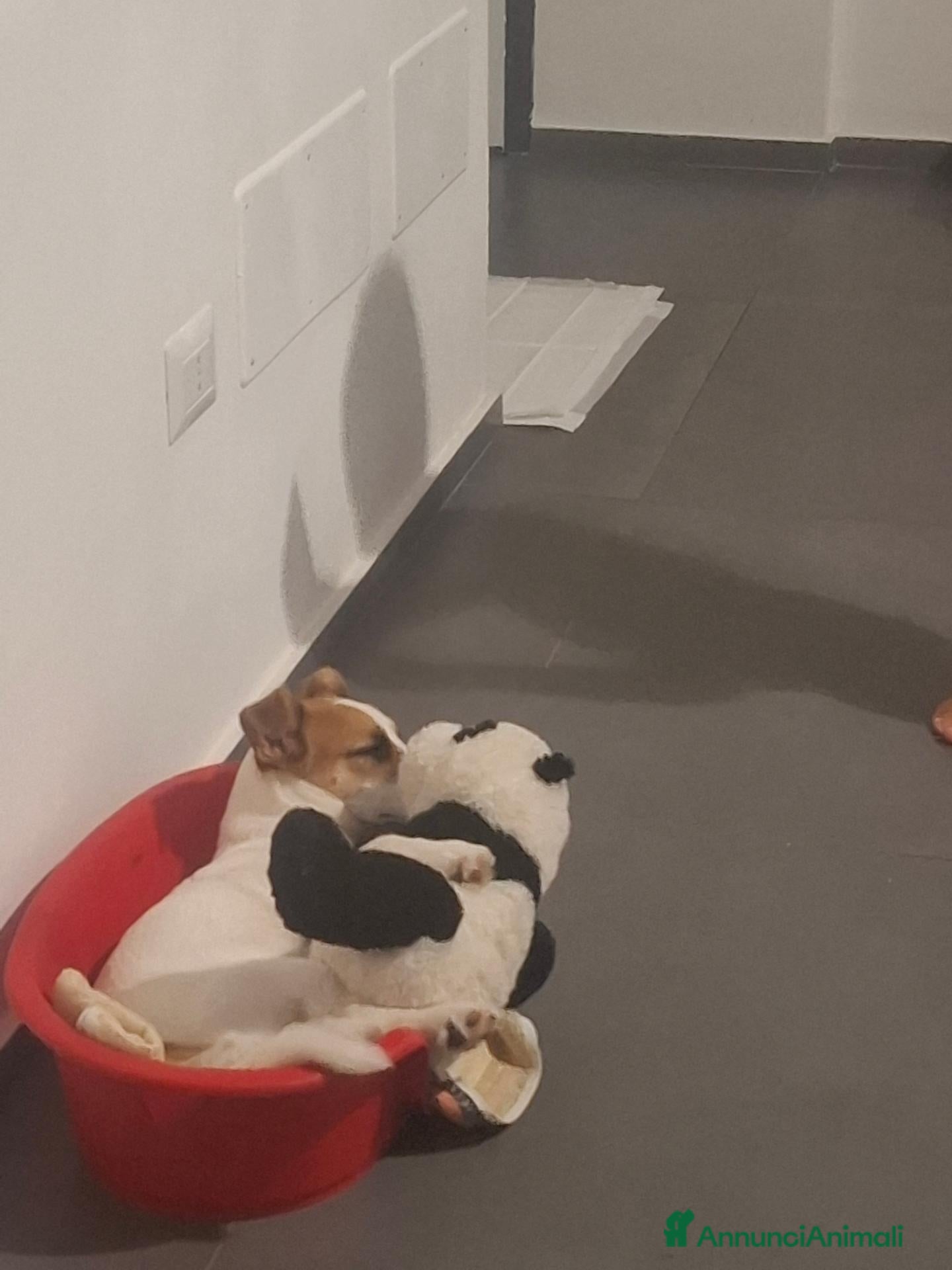Jack Russell cani Regalo cucciolo. - Annuncio 4