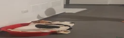 Jack Russell cani in regalo: Regalo cucciolo. a Città Metropolitana di Bari - Annuncio 1