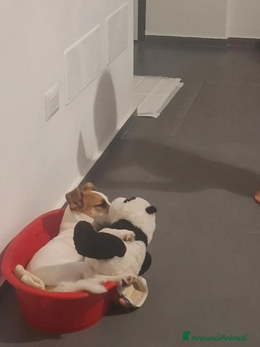 Jack Russell cani in regalo: Regalo cucciolo. a Città Metropolitana di Bari - Annuncio 1