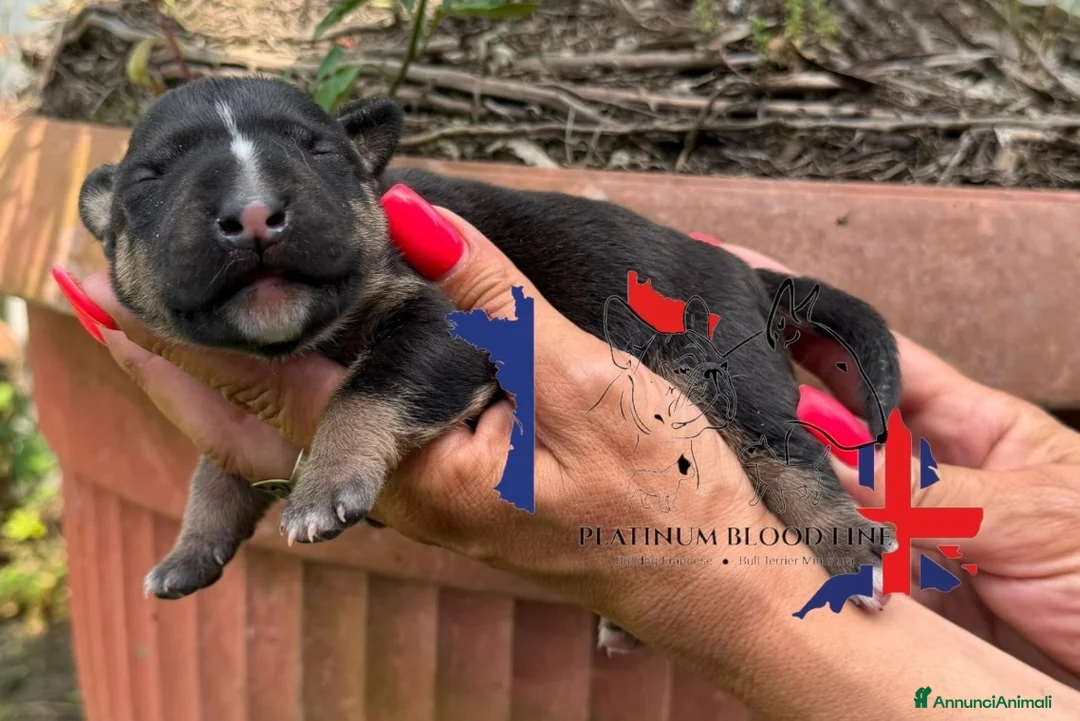 Bull Terrier Mini cani in vendita: Bull Terrier Miniature  - Annuncio 2