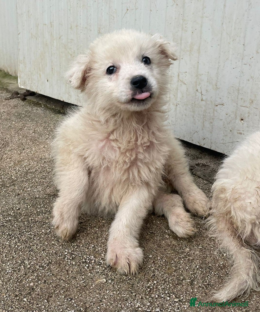 Meticcio cani RUNA e FREYA - Annuncio 1