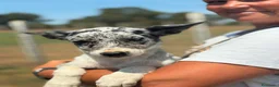 Border Collie cani in vendita: Border collie blue merle  a Provincia di Latina - Annuncio 6