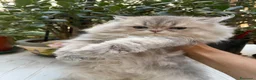 Persiano gatti in vendita: gatta persiana cucciola persiana golden shaded - Annuncio 20
