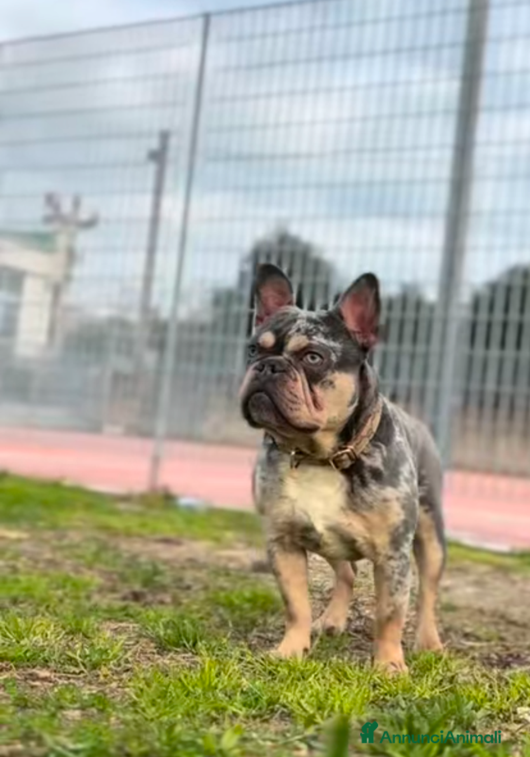 Bulldog Francese cani per accoppiamento: Bulldog francese  - Annuncio 1