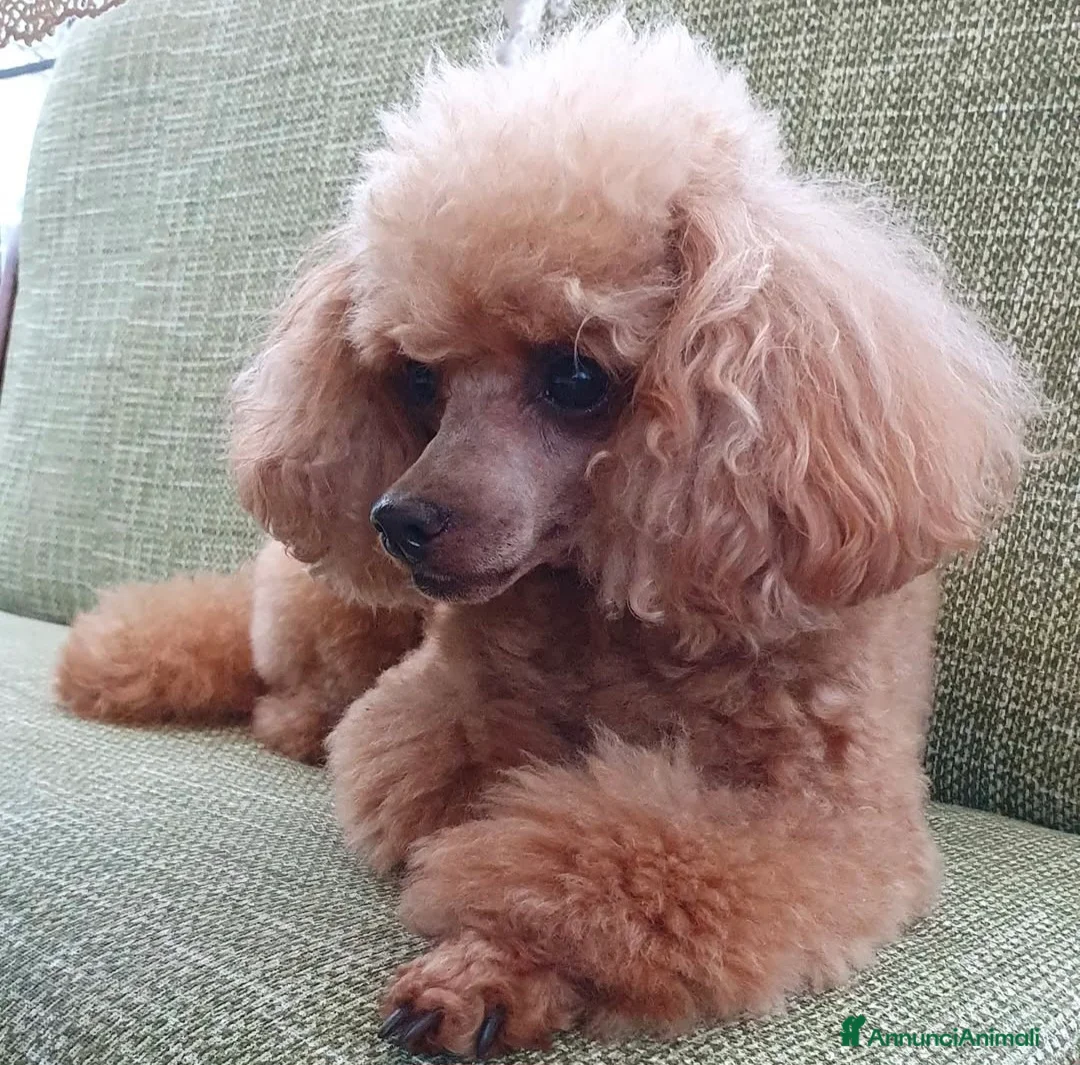 Barboncino cani in vendita: Barboncini red intenso mini toy  - Annuncio 2